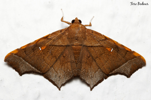 Episparis costistriga