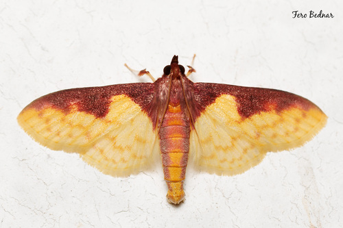 Pachynoa sabelialis