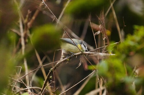 Avistamiento Cyanistes caeruleus