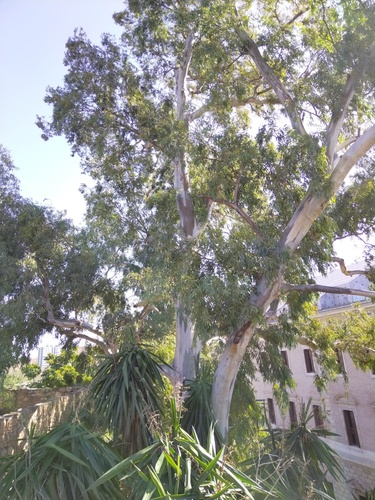 Avistamiento Eucalyptus camaldulensis