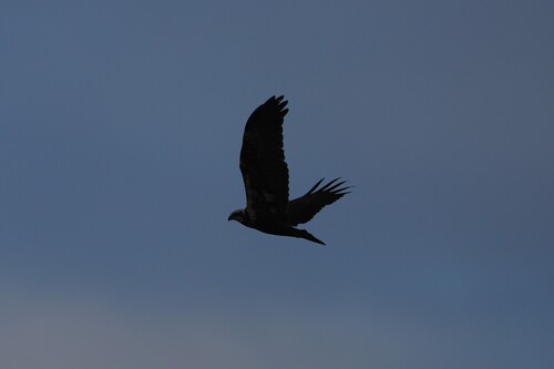 Avistamiento Aguilucho lagunero occidental
