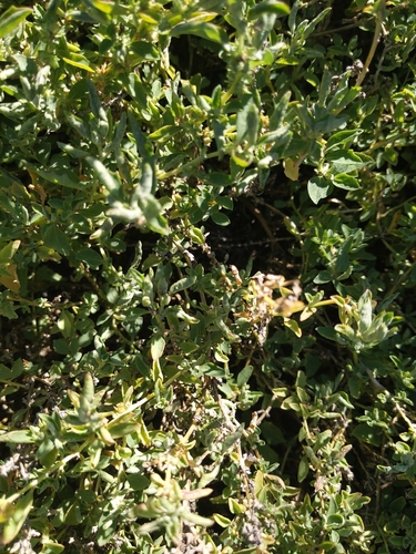 iNaturalist observation photo of berry saltbush