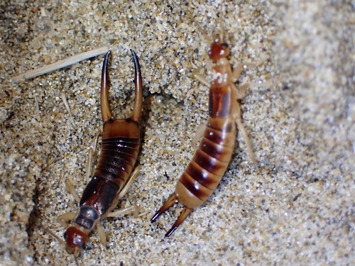 Shore Earwig