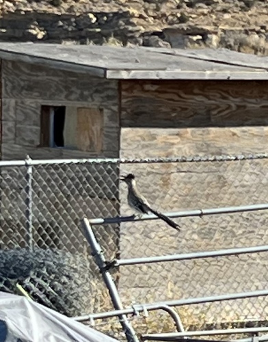 Greater Roadrunner