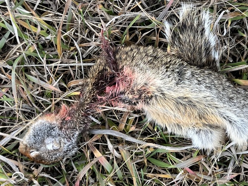 Columbian Ground Squirrel observed by krosestone