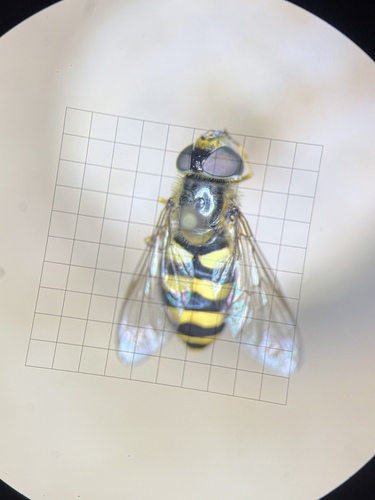 Unknown species found near Cayuga Heights, NY, US