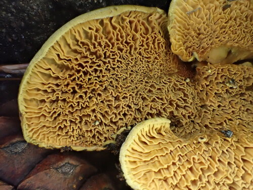Pseudomerulius curtisii