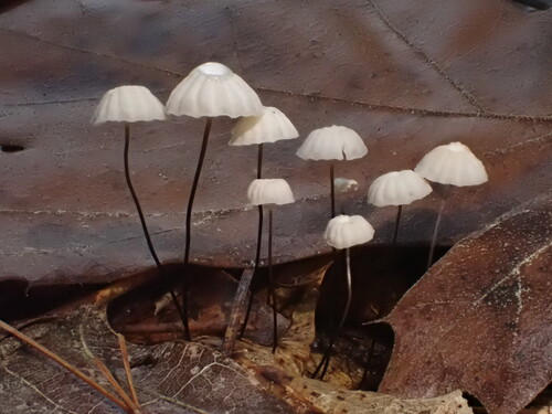 Marasmius capillaris