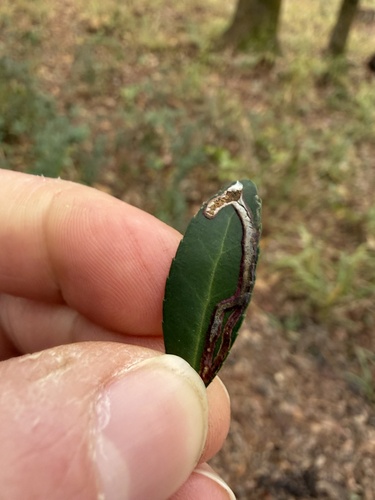 Unknown species found near Francis Marion National Forest, McClellanville, SC, US