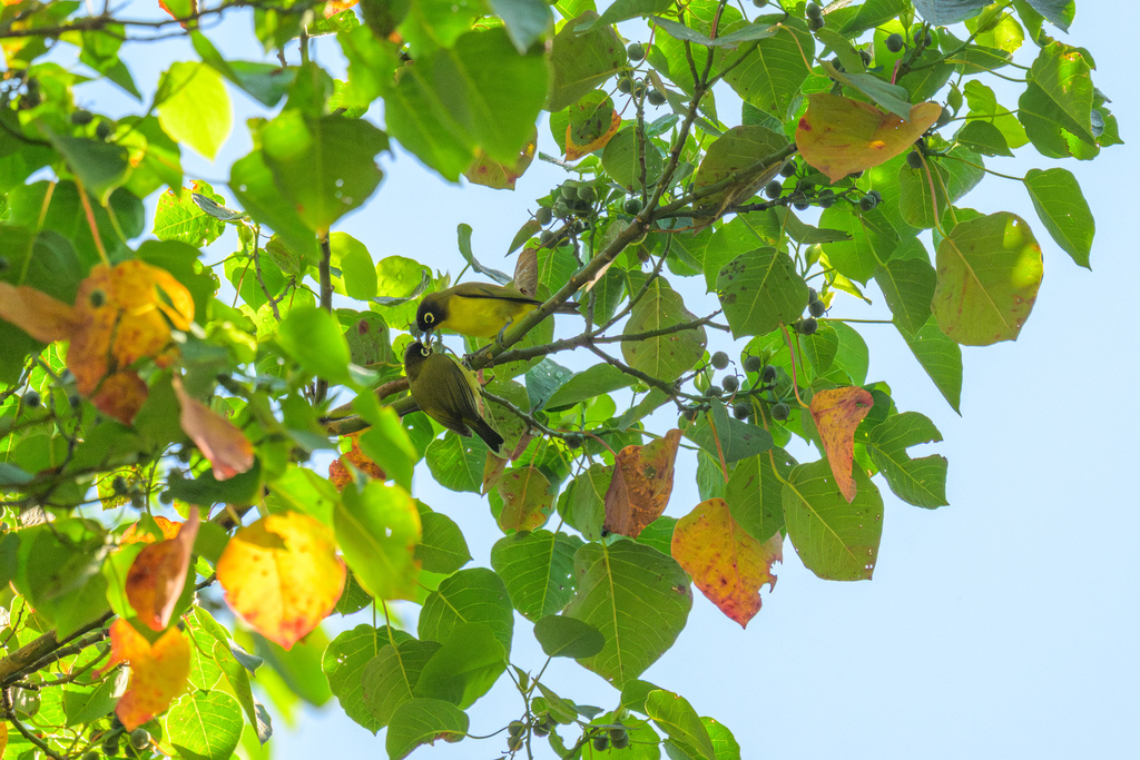 Black-headed White-eye photo
