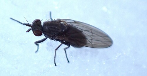 Unknown species found near Middlesex, VT, USA
