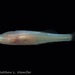 Alabama Cavefish - Photo (c) Matthew L. Niemiller, all rights reserved, uploaded by Matthew L. Niemiller