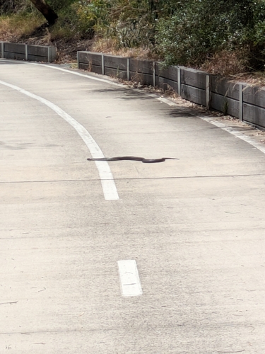 Tiger Snake sighting