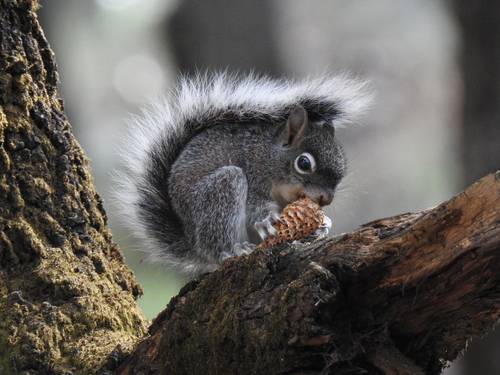 Sciurus nayaritensis nayaritensis observed by la-bitacora-del-cuervito
