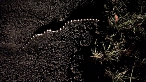 Eastern Bandy Bandy sighting