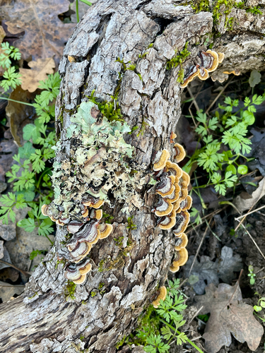 iNaturalist observation photo of hairy curtain crust