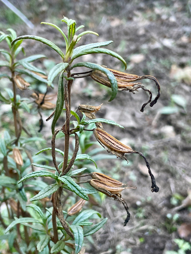 iNaturalist observation photo of orange bush monkeyflower