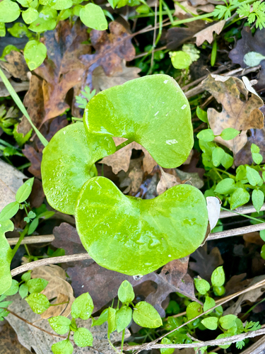 iNaturalist observation photo of miner's lettuce