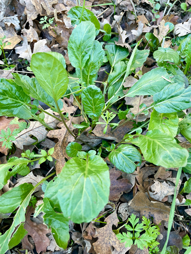 iNaturalist observation photo of American yellowrocket