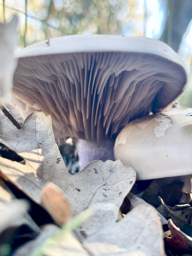 iNaturalist observation photo of Blewit