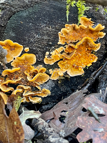 iNaturalist observation photo of hairy curtain crust
