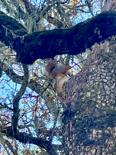 iNaturalist observation photo of Eastern Fox Squirrel