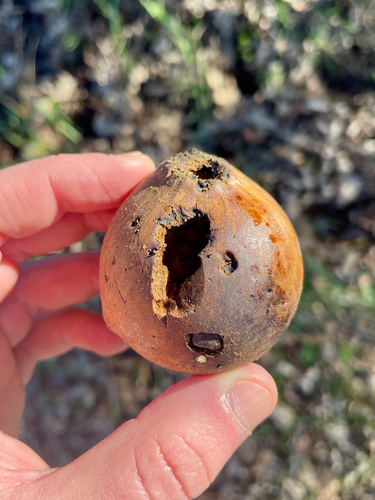 iNaturalist observation photo of California Gall Wasp
