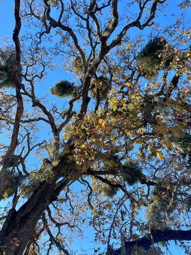 iNaturalist observation photo of oak mistletoe