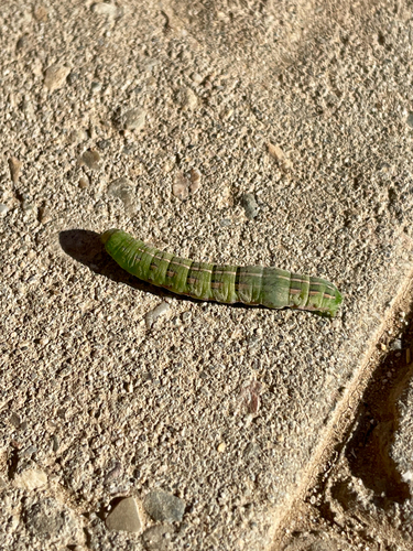 iNaturalist observation photo of Girdler Moth