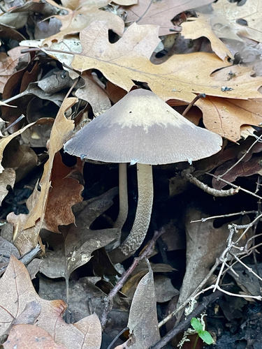 iNaturalist observation photo of Tall Psathyrella