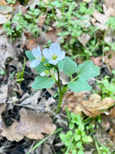 iNaturalist observation photo of milkmaids
