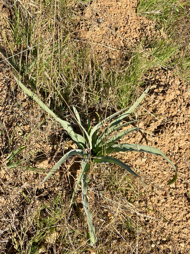 iNaturalist observation photo of wavy-leafed soap plant