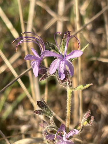 iNaturalist observation photo of Vinegar Weed