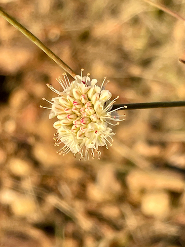 iNaturalist observation photo of Naked Buckwheat