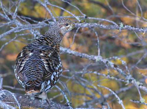 Spruce Grouse