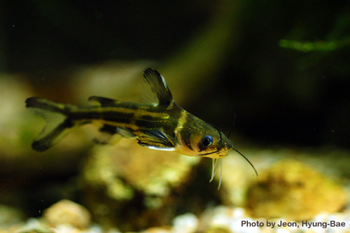 Tachysurus sinensis Lacepède, 1803