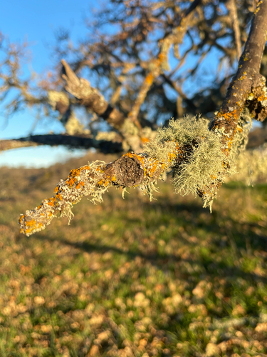 iNaturalist observation photo of Shield Lichens, Sunburst Lichens, Rosette Lichens, and Allies