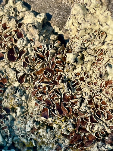 iNaturalist observation photo of Cumberland Rock Shield