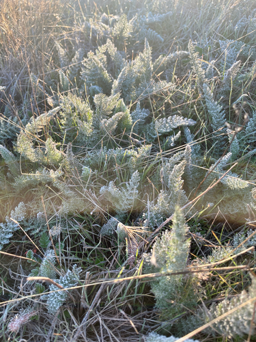 iNaturalist observation photo of common yarrow
