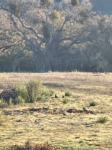 iNaturalist observation photo of California Quail