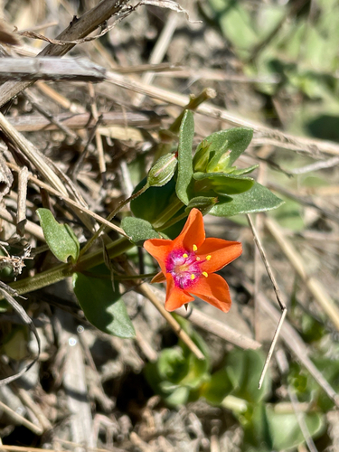 iNaturalist observation photo of scarlet pimpernel