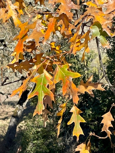 iNaturalist observation photo of California black oak