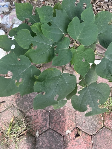 Paper mulberry