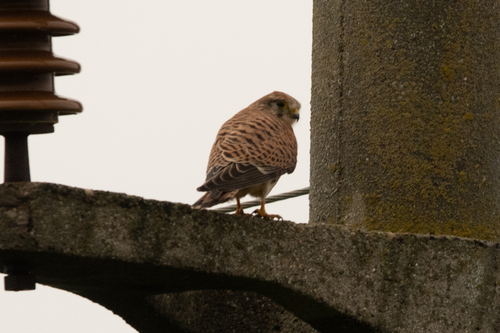 Eurasian Kestrel