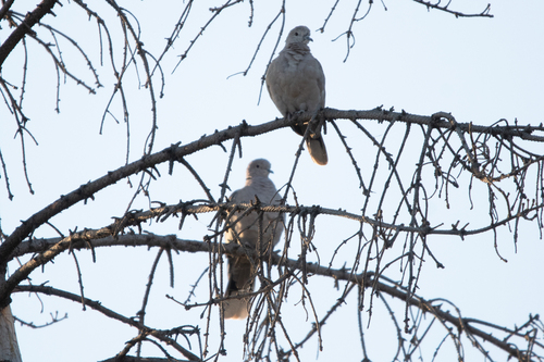 Eurasian Collared-Dove