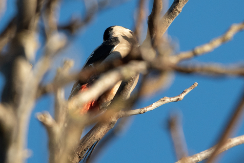 Syrian Woodpecker