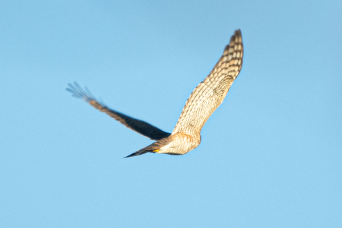 Eurasian Sparrowhawk
