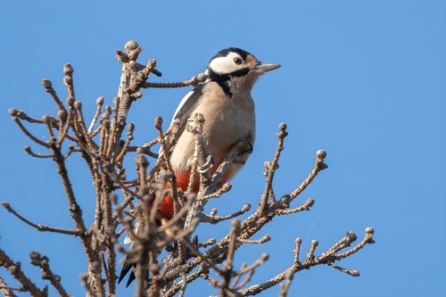 Great Spotted Woodpecker