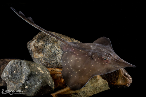 Sharpnose Skate