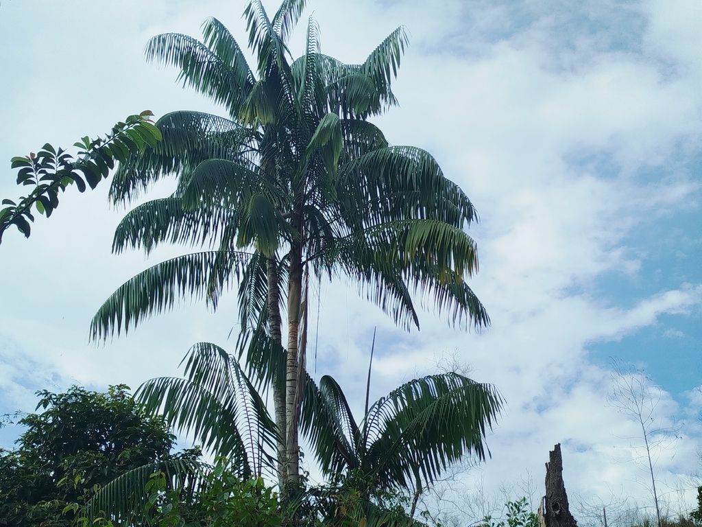 Oncosperma tigillarium